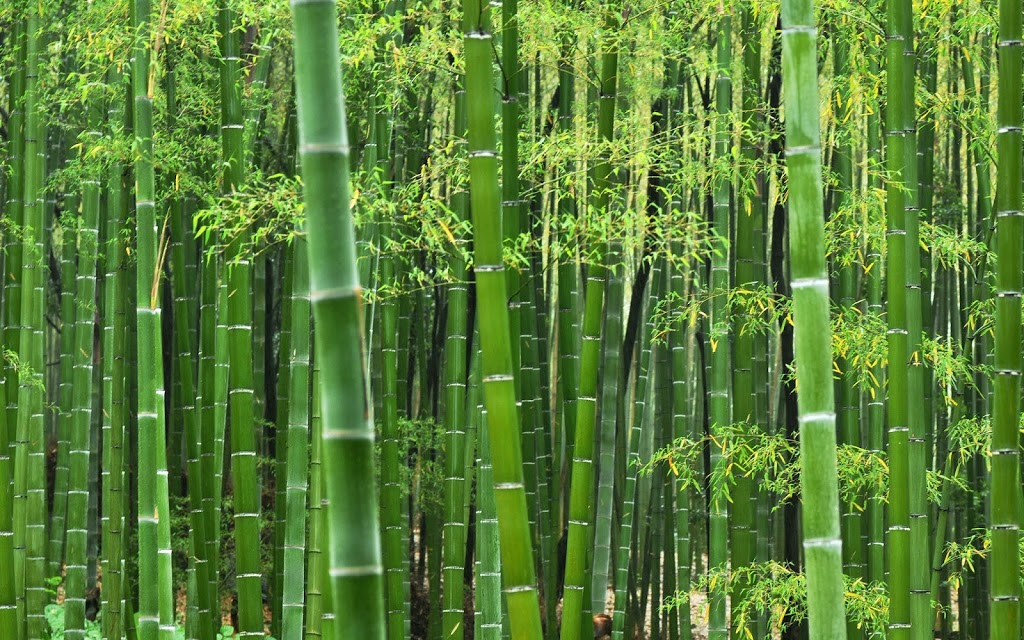 Bamboo and Creation of Mankind.